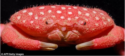 ����ı����ܺ����Ȳ�ݮз ����Ȥ��