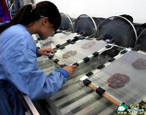 ʬ�岩��� ����ʬ��ӹ��ֳ� ��С���룡